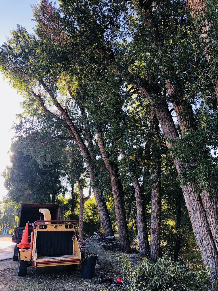 tree pruning for wildfire mitigation near home in Leadville Colorado