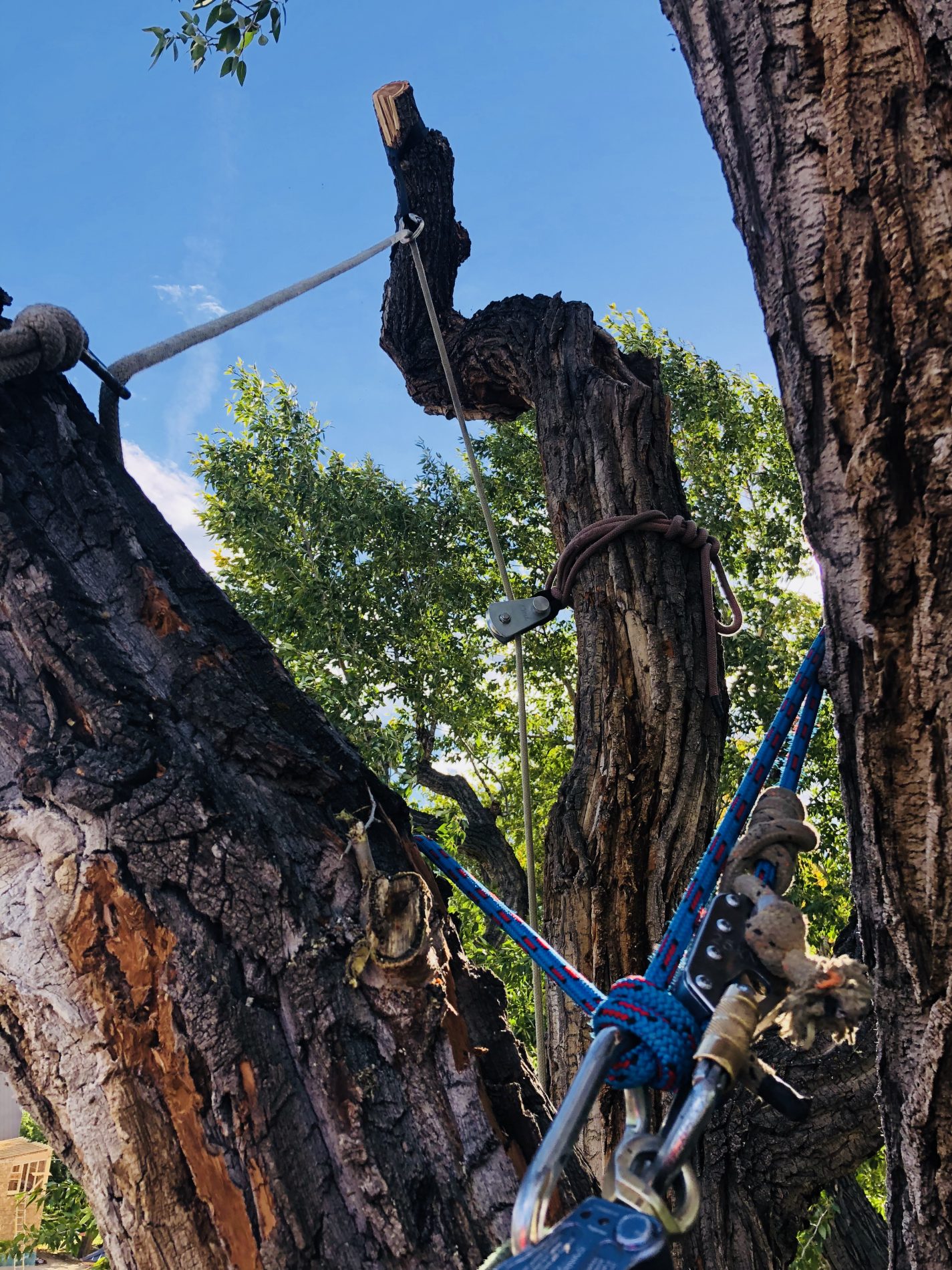 arborist trimming rees near home in Chaffee County Colorado