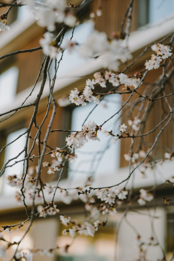 Spring buds on a tree in Salida Colorado