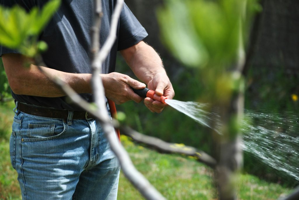 {insert photo here} Alt title: Homeowner watering tree roots and mulch near Salida Colorado