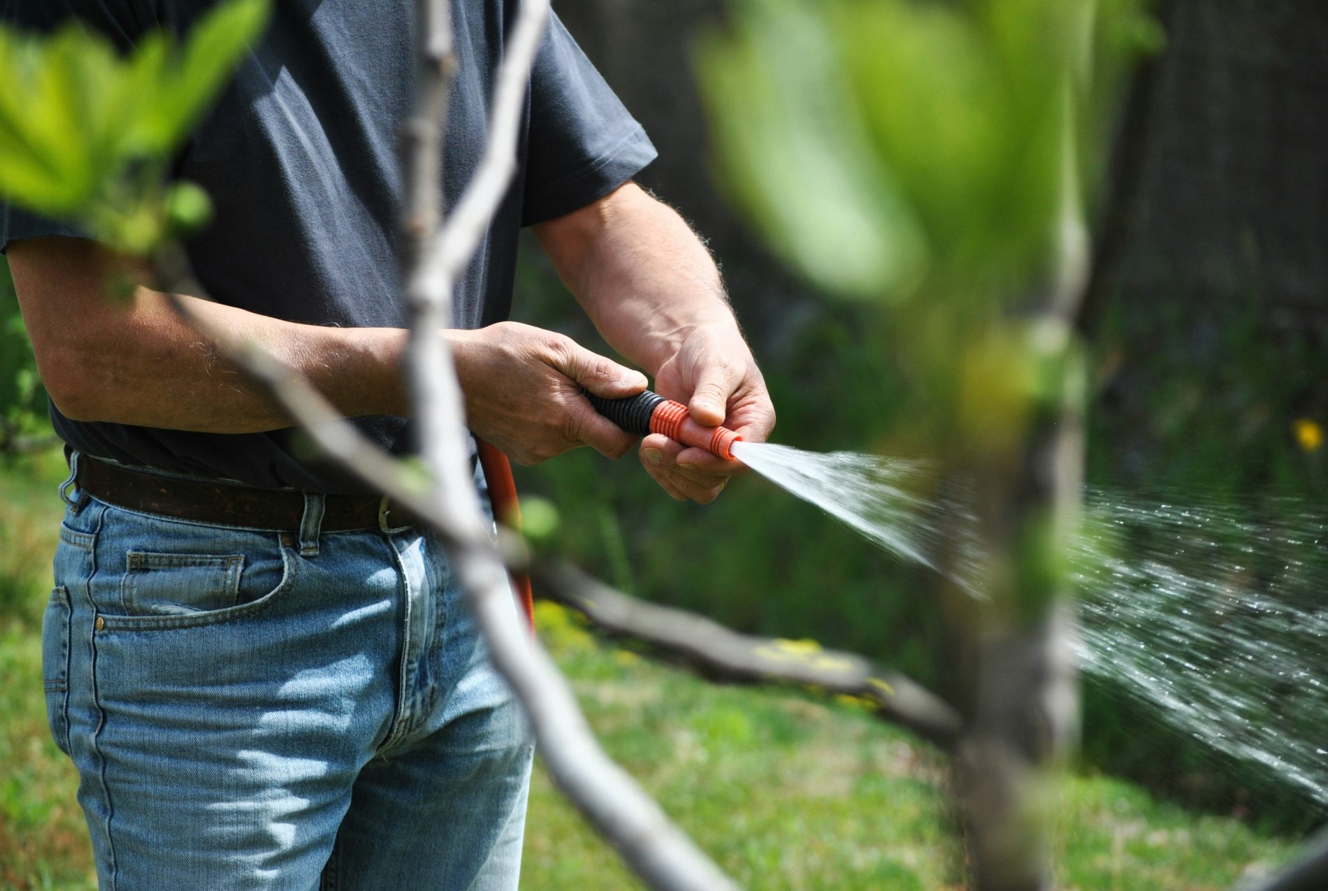 watering trees on mountain property in Salida Colorado
