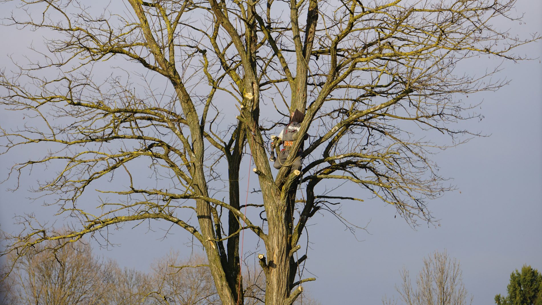 Tree care on a residential property in Central Colorado mountain region