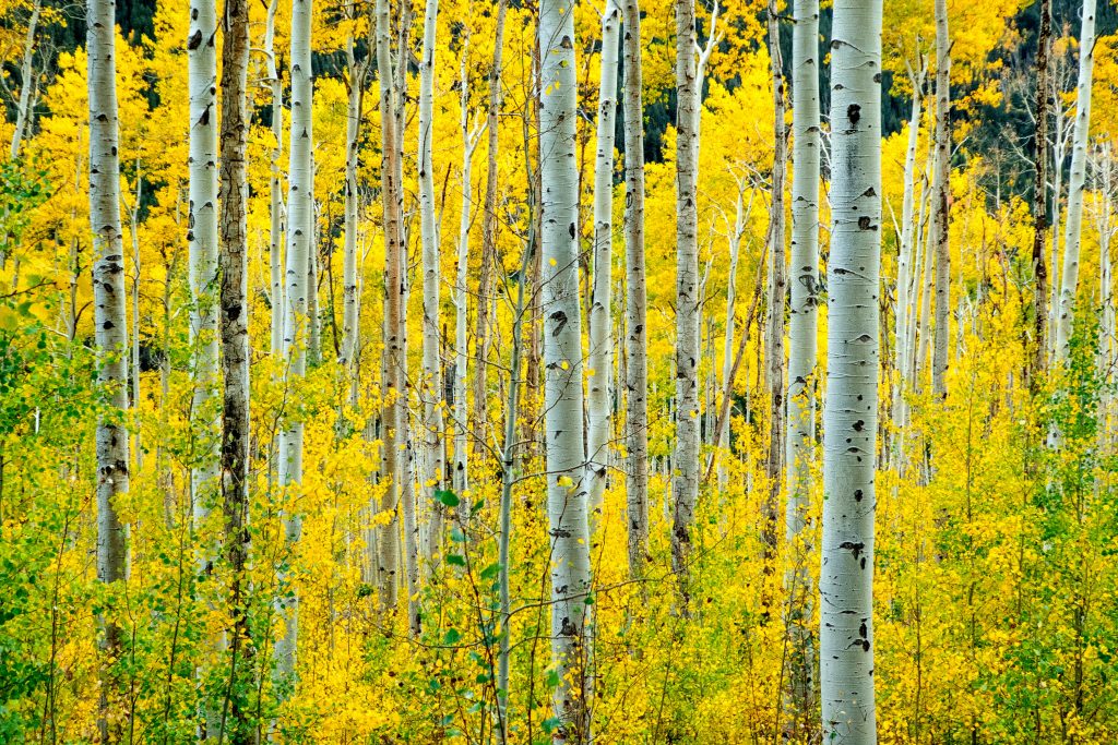 Fall colors on aspen trees near Buena Vista Colorado