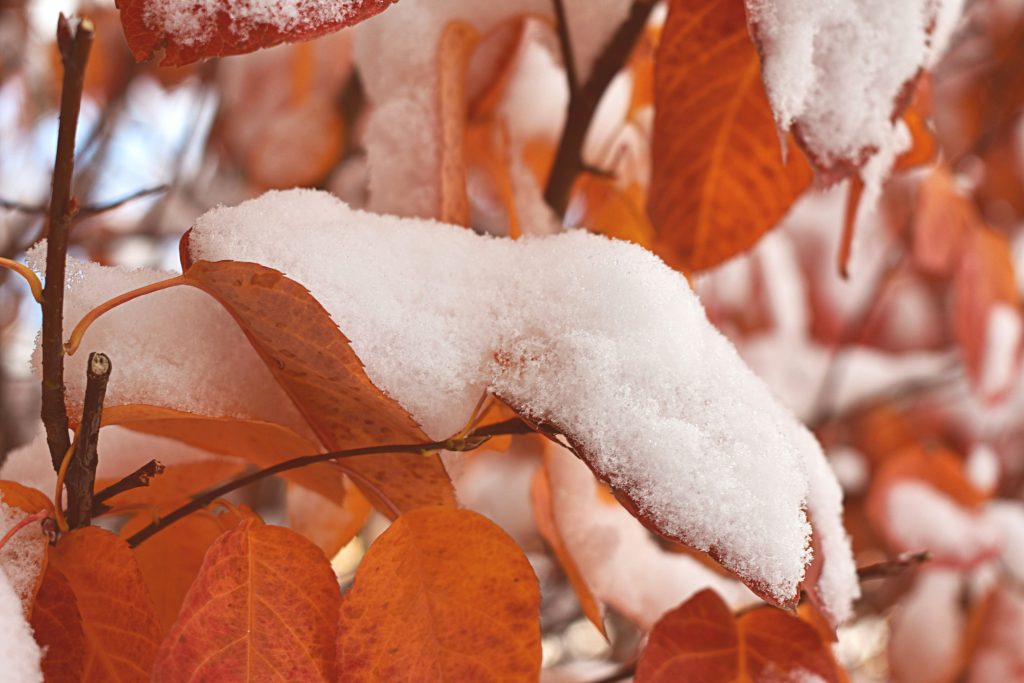 Early September snow on trees near Leadville Colorado