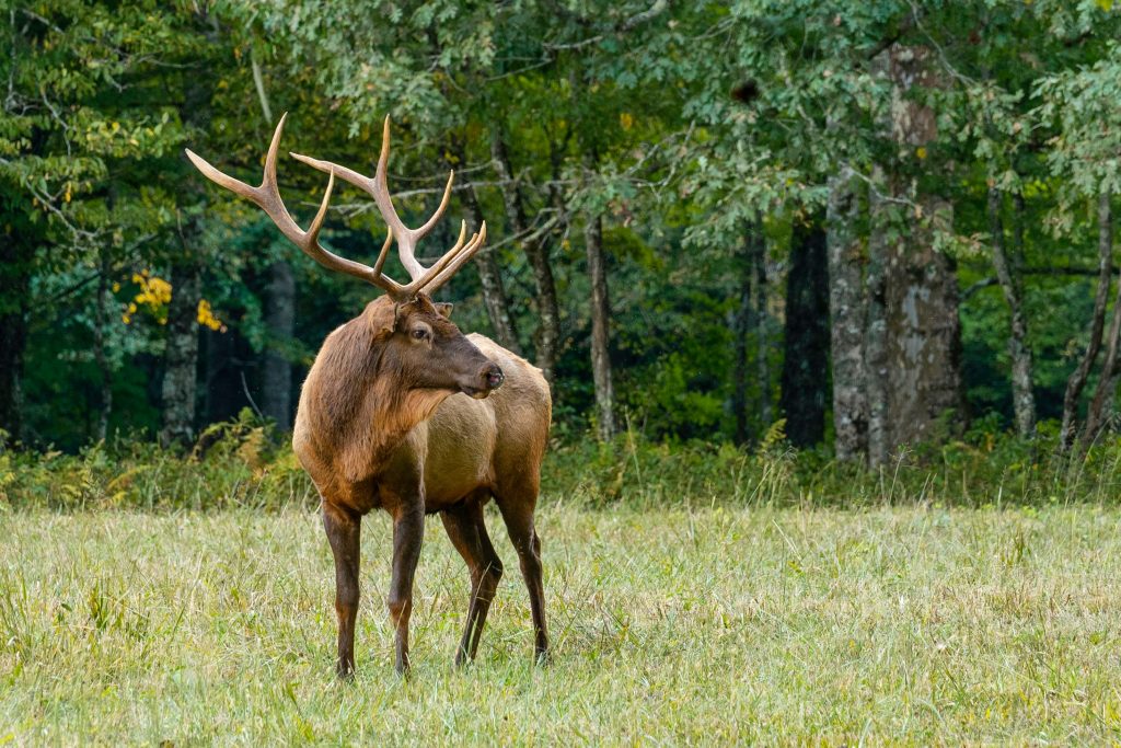 Elk near young trees in a neighborhood in Buena Vista Colorado