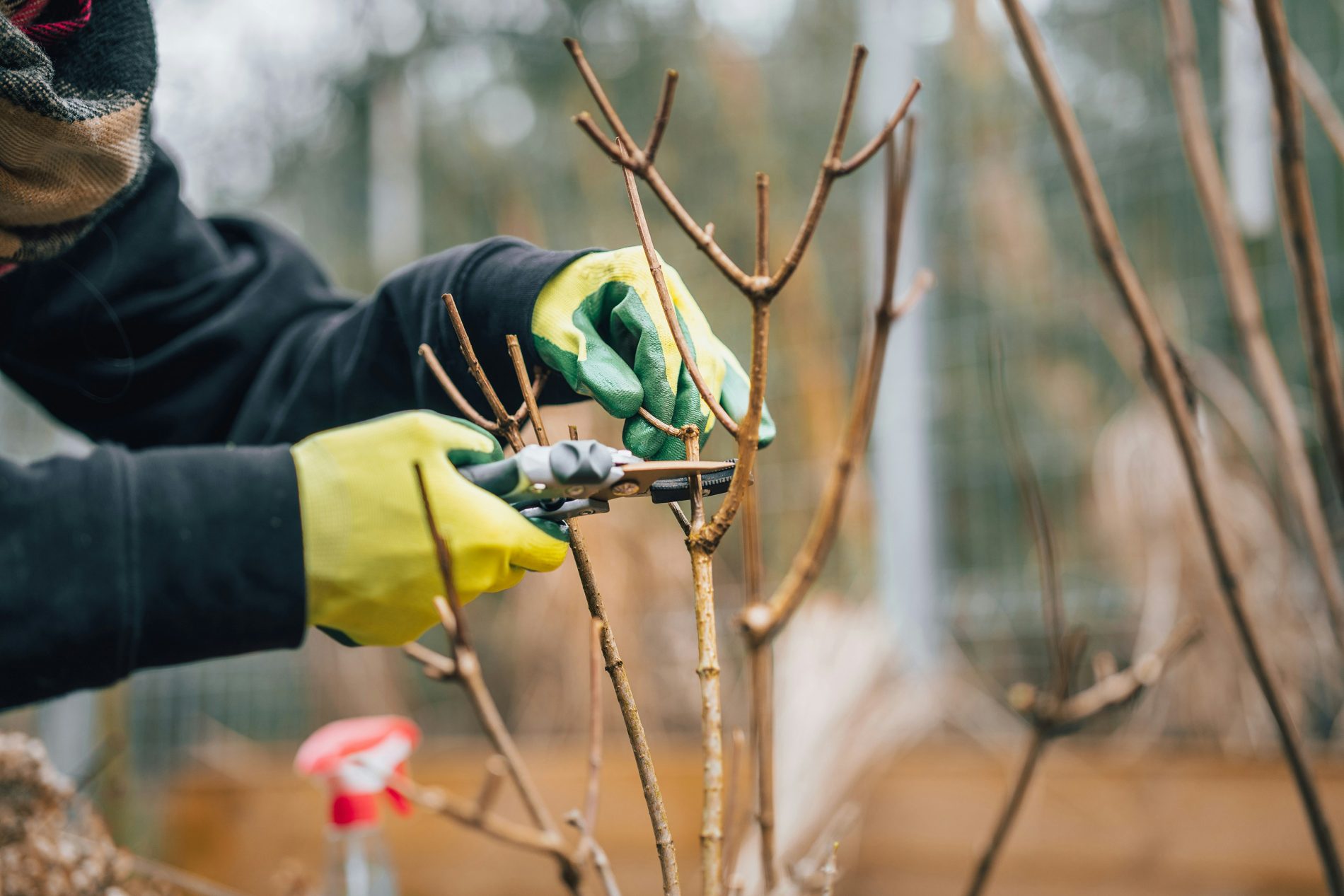 Maintain healthy trees by pruning during spring in Chaffee County, Lake County, Park County Colorado