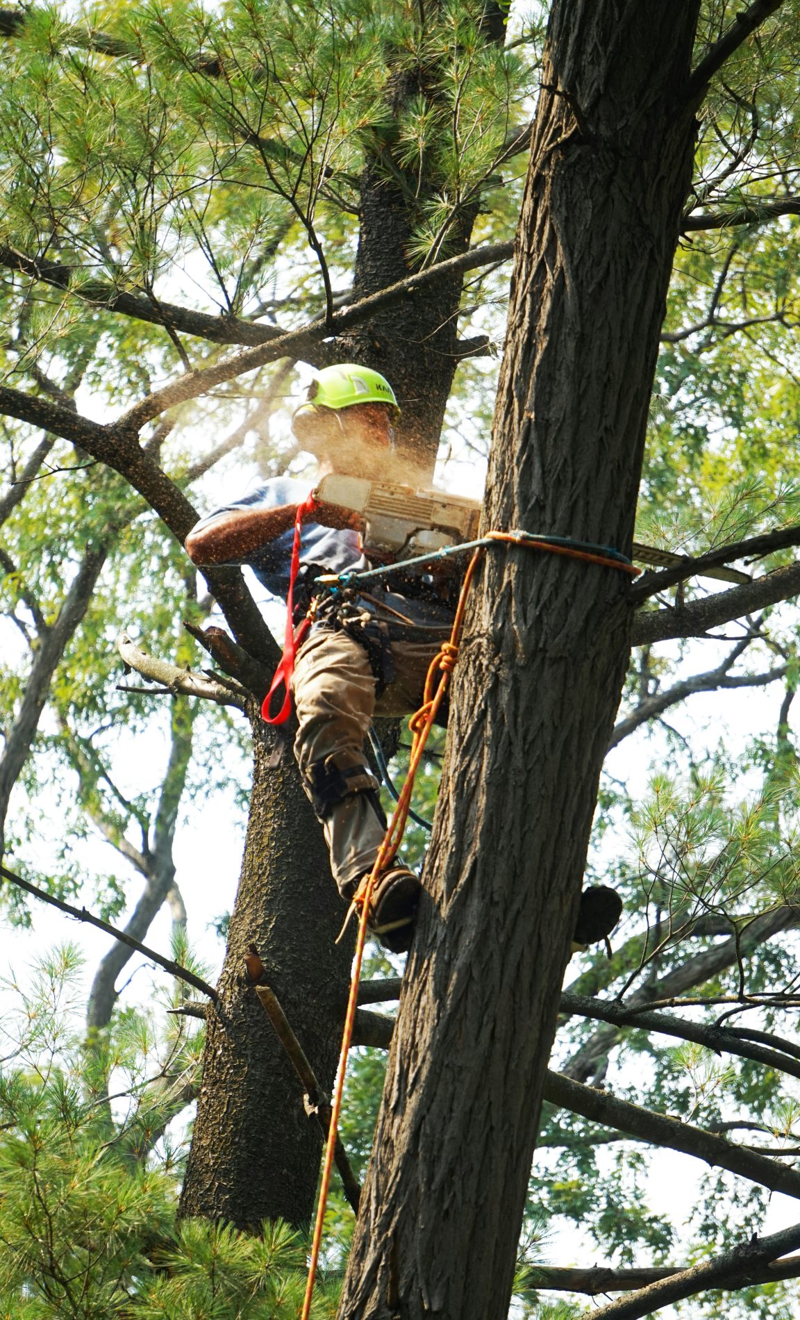  arborist inspecting and pruning trees near home in Chaffee County Colorado