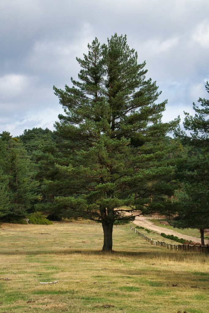Professionally pruned residential trees prepared for summer storms in Chaffee County Colorado