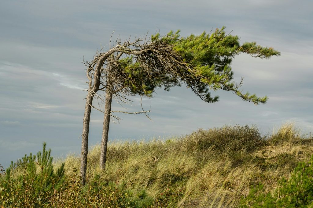 wind-damaged tree after high winds in Salida Colorado