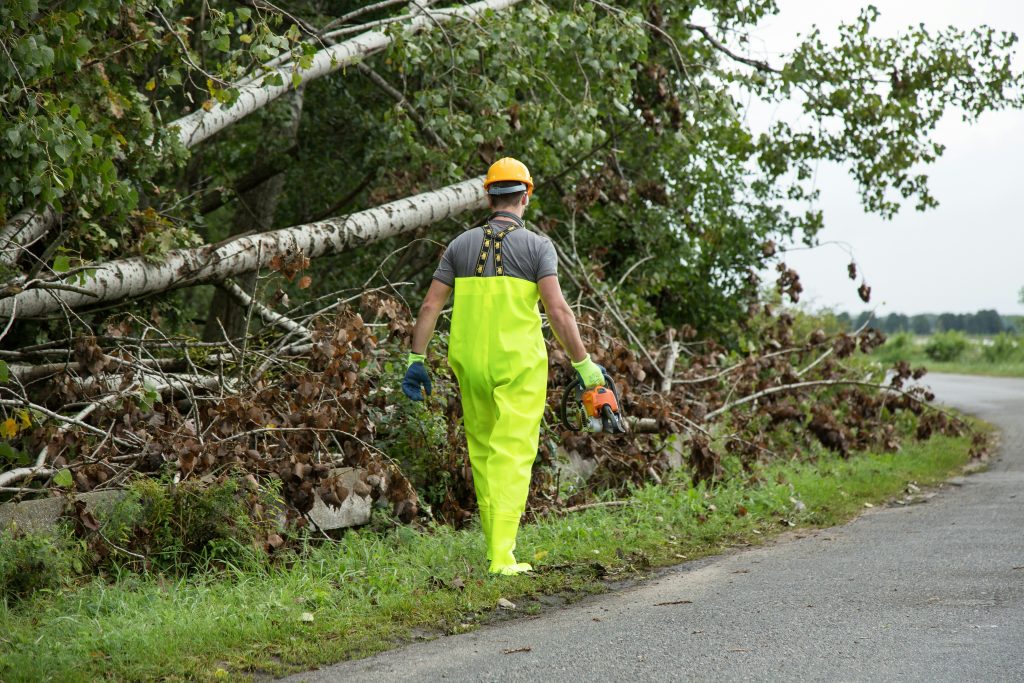 Arborist assessing a storm-damaged tree near a residential property in Buena Vista Colorado