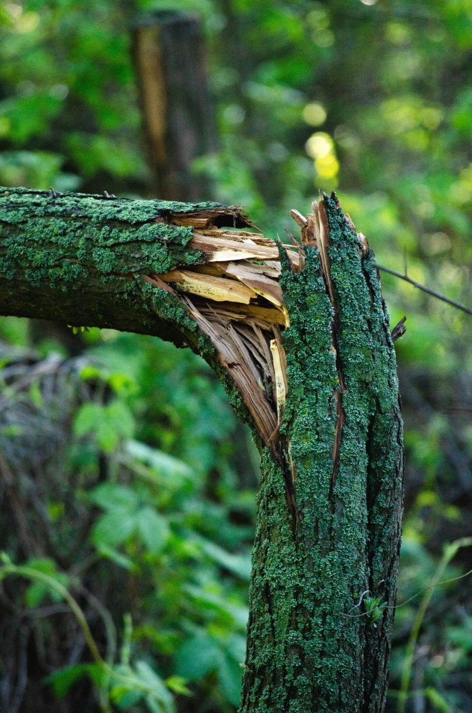 cracked tree branch caused by wind damage in Salida Colorado