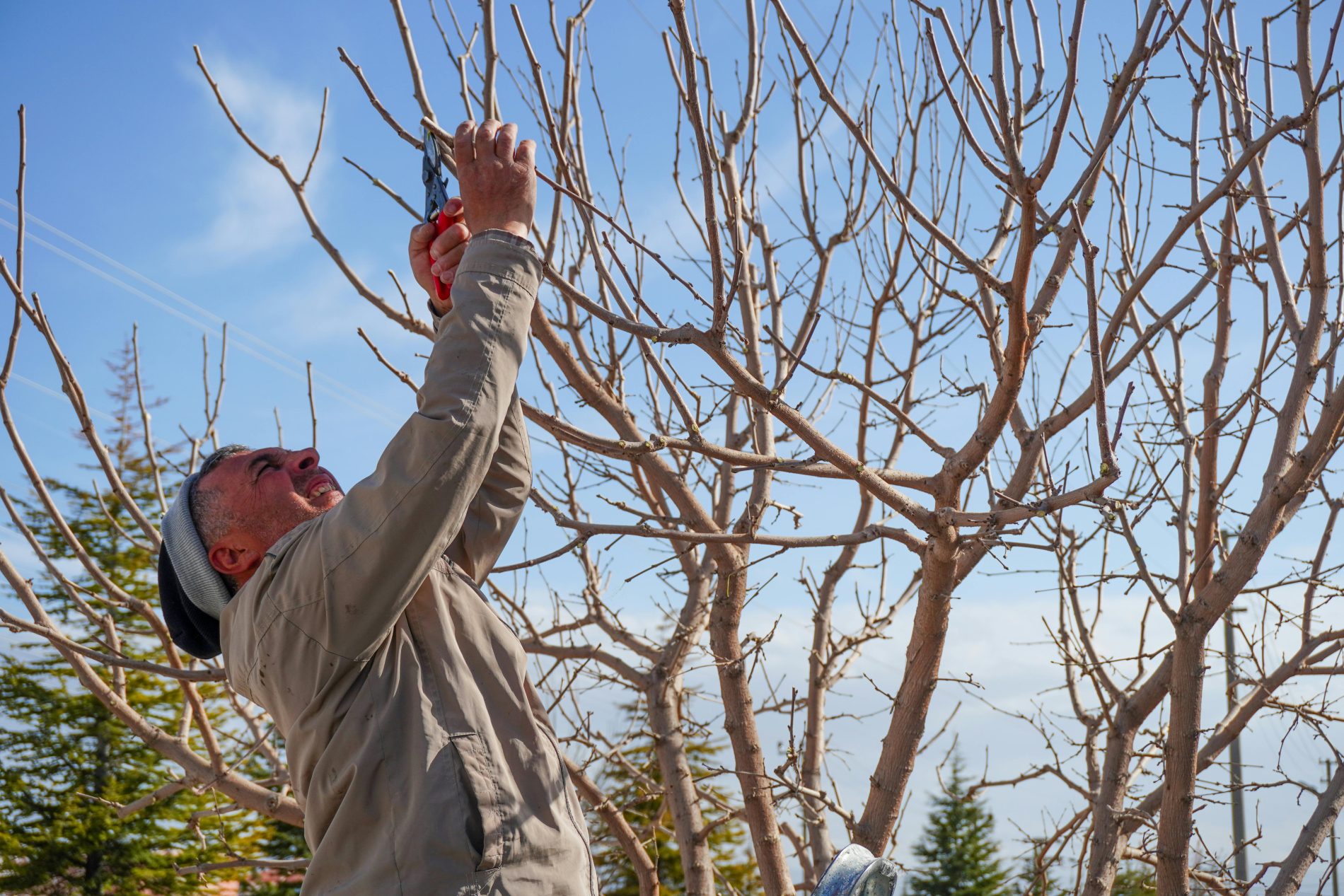  improper tree pruning damage in Central Colorado Buena Vista Leadville Fairplay