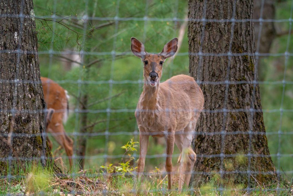 Mule deer behind fence Fairplay, Colorado
