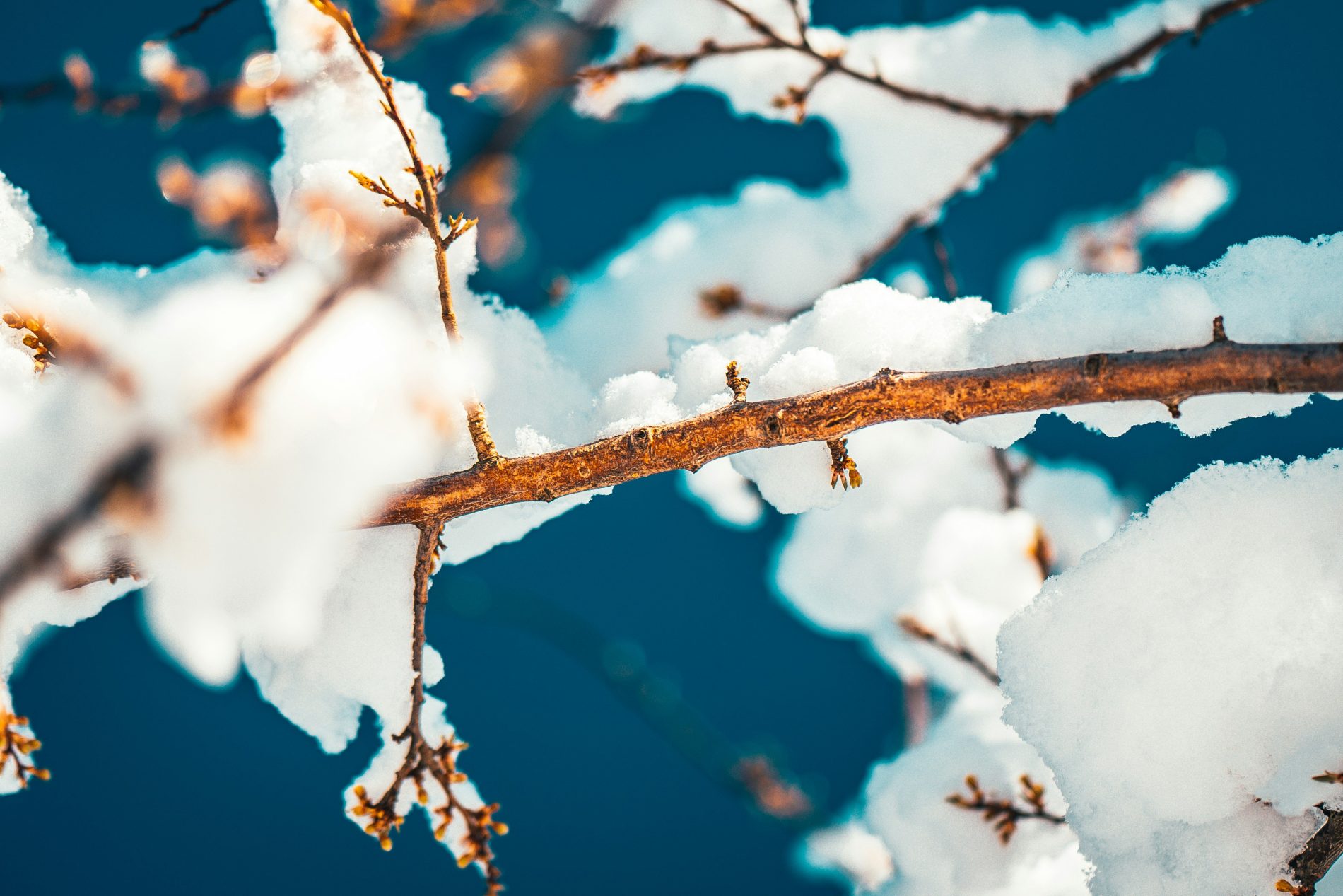 tree branches covered in snow after a spring storm in Central Colorado