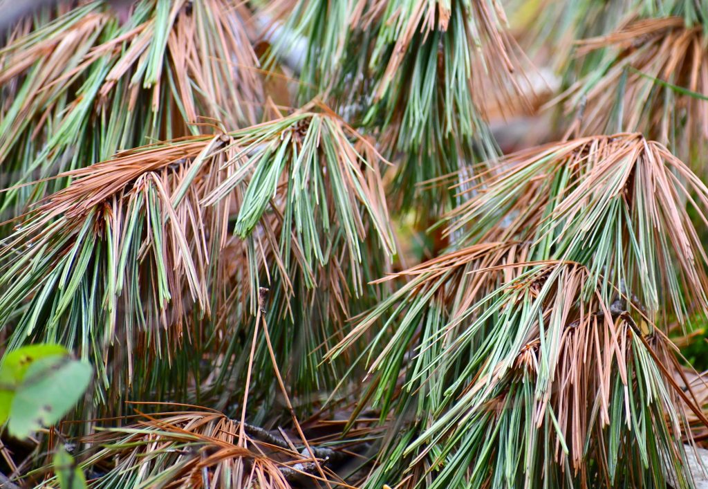 Brown needles on a Ponderosa Pine tree during summer in Fairplay Colorado