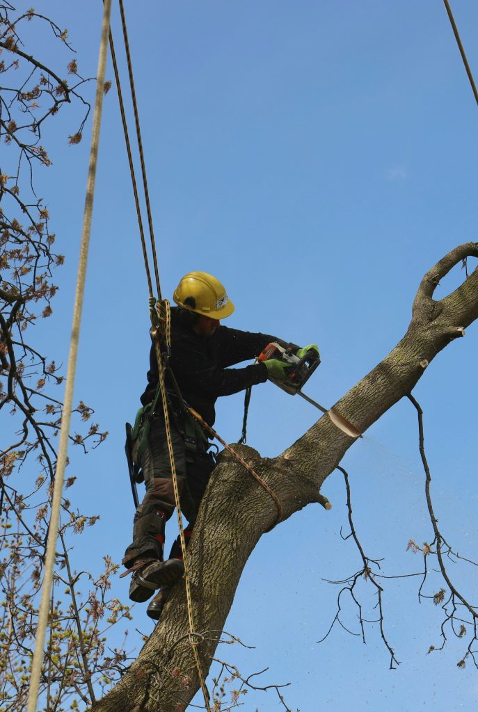 arborist inspecting tree after wind storm in Buena Vista Colorado