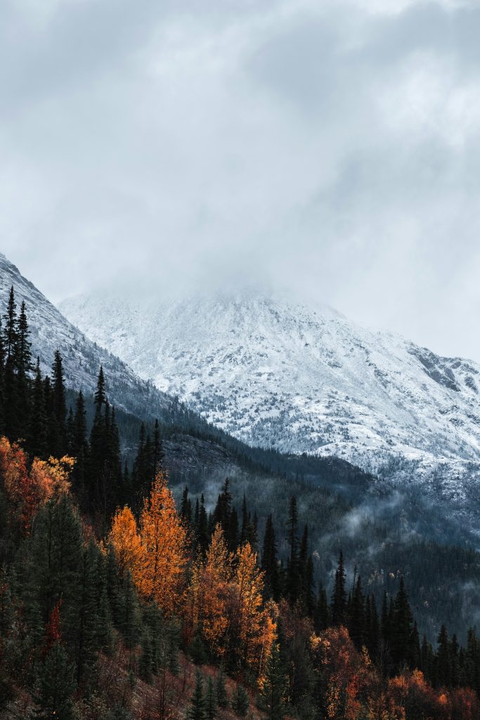 Early snow on trees in Fairplay Colorado