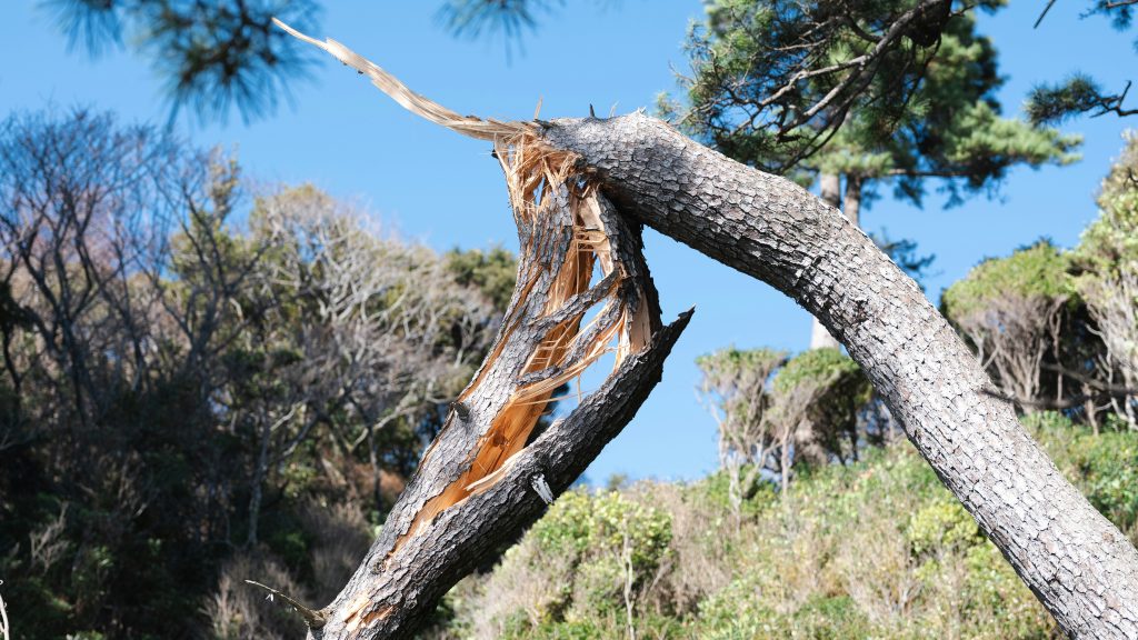 Storm-damaged tree with a large broken branch near a home in Leadville Colorado